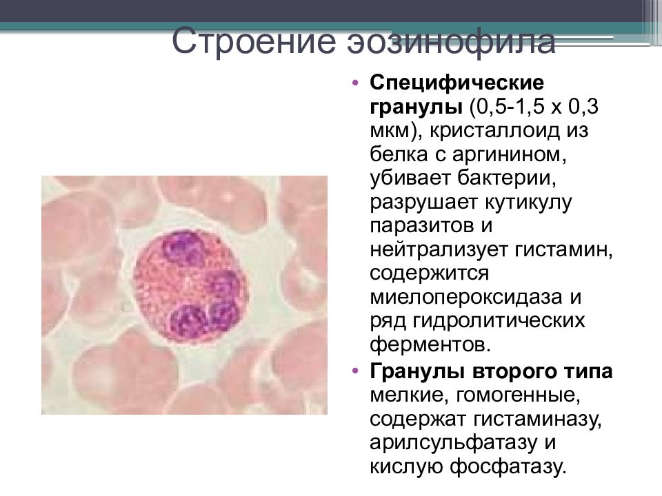 Зернистость эозинофилов. Эозинофилы функции гистология. Эозинофилы строение гистология. Эозинофилы строение и функции. Эозинофильный лейкоцит строение.