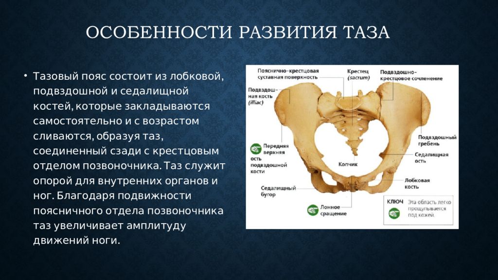 Изменения костей таза. Строения детского таза. Кость таза анатомия. Строение костей таза. NFP fyfnjvbz rjcntq.
