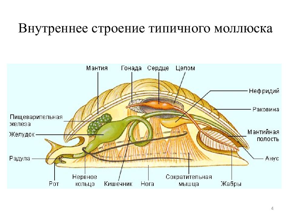 Строение раковины морского моллюска