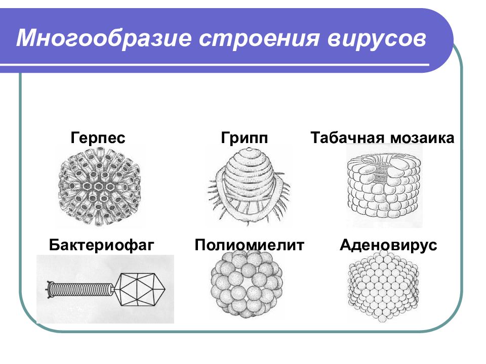 Виды вирусов презентация