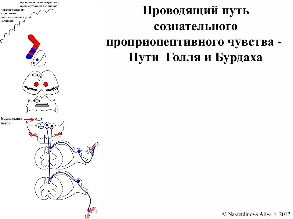 Бульботаламический путь схема