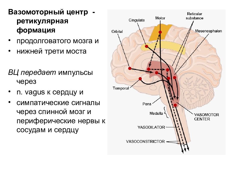 Ретикулярная формация презентация