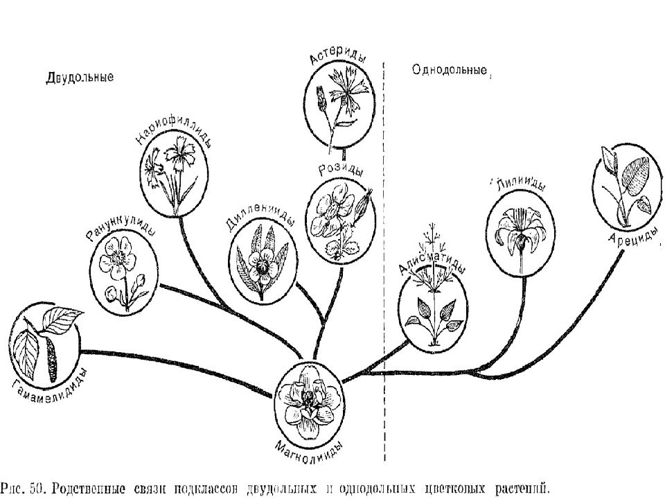 Двудольный цветковой. Происхождение однодольных. Класс Liliopsida. Однодольные деревья. Класс лилиопсиды (Однодольные).