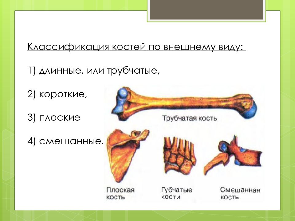 Губчатые кости кости конечностей. Кости трубчатые губчатые плоские смешанные. Трубчатые кости и губчатые кости. Классификация костей схема трубчатые губчатые плоские смешанные. Классификация костей трубчатые.