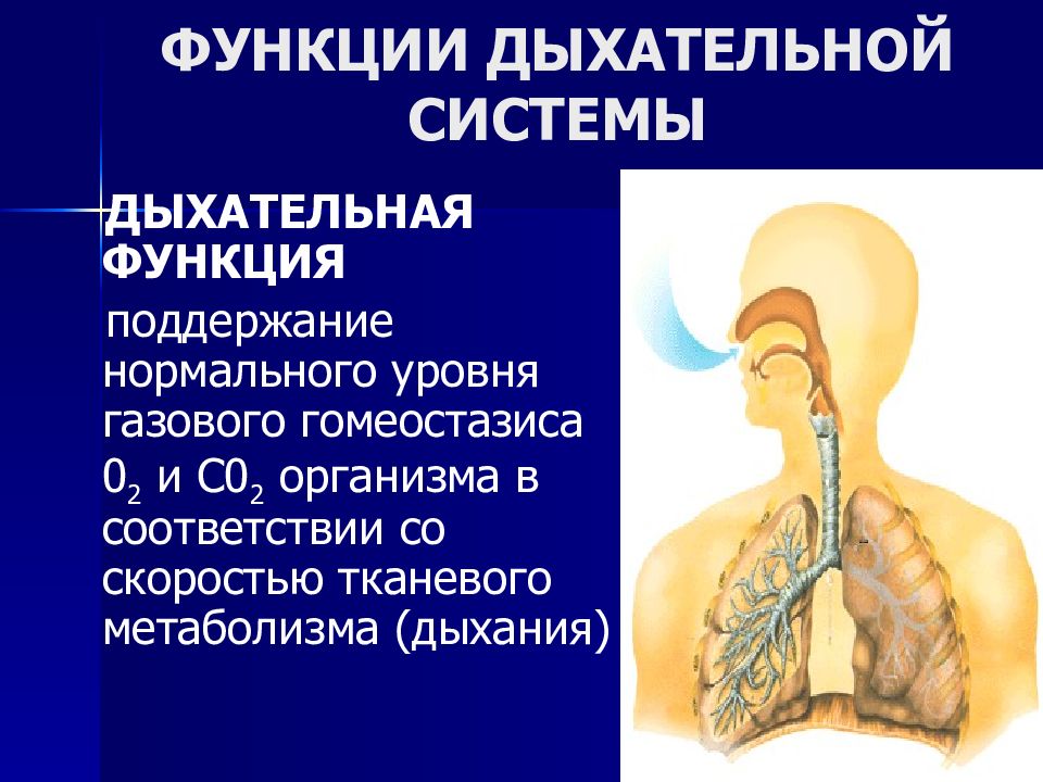 Основные функции дыхания. Система органов дыхания функции. Функции дыхательной системы человека. Функции органов дыхательной системы. Основные функции системы органов дыхания.