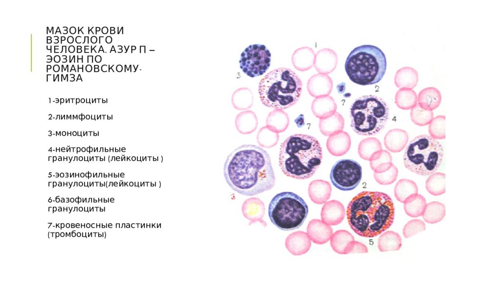 Гранулоциты в мазке. Базофильный гранулоцит. Эозинофильные гранулоциты. Азур эозин