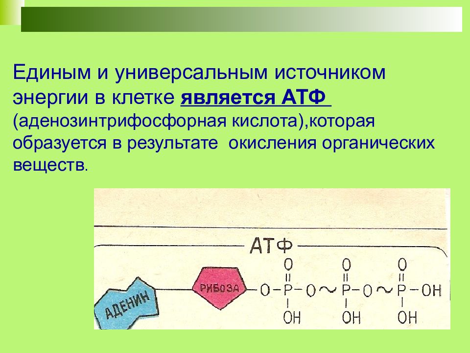 Презентация на тему атф и другие органические соединения клетки