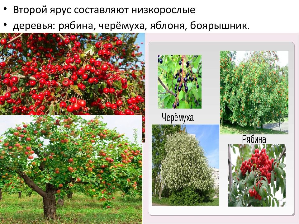 Кустарники какой ярус. Боярышник ярус. Третий ярус боярышник. Кустарники второго яруса. Рябина ярус.