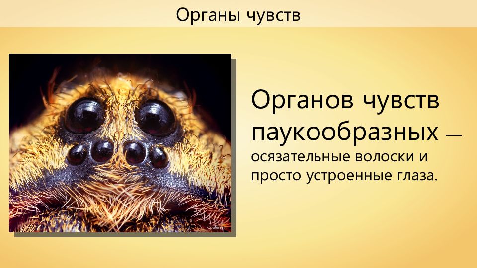 Осязательные волоски. Органы осязания у паукообразных. Органы чувств паукообразных 7 класс. Органы чувств паукообразных 7 класс биология таблица. Глаза паукообразных строение.