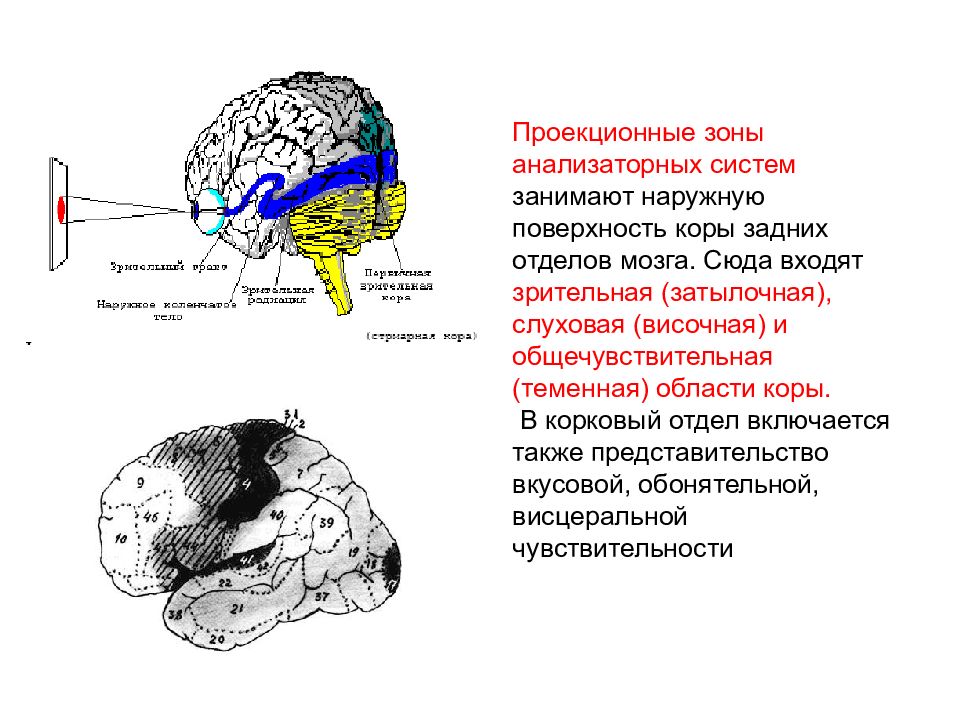 Нейроны в затылочной доле коры. Зоны коры головного мозга локализация функций. Схема локализации функций в коре головного мозга. Локализация анализаторов в коре головного мозга. Первичные проекционные зоны коры головного мозга.
