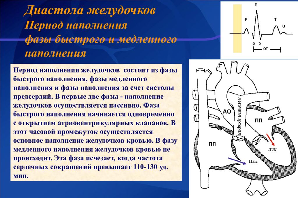 Диастола. Период наполнения желудочков. Основы гемодинамики физиология. Гемодинамика сердца физиология. Фаза медленного заполненияьжелудочков.