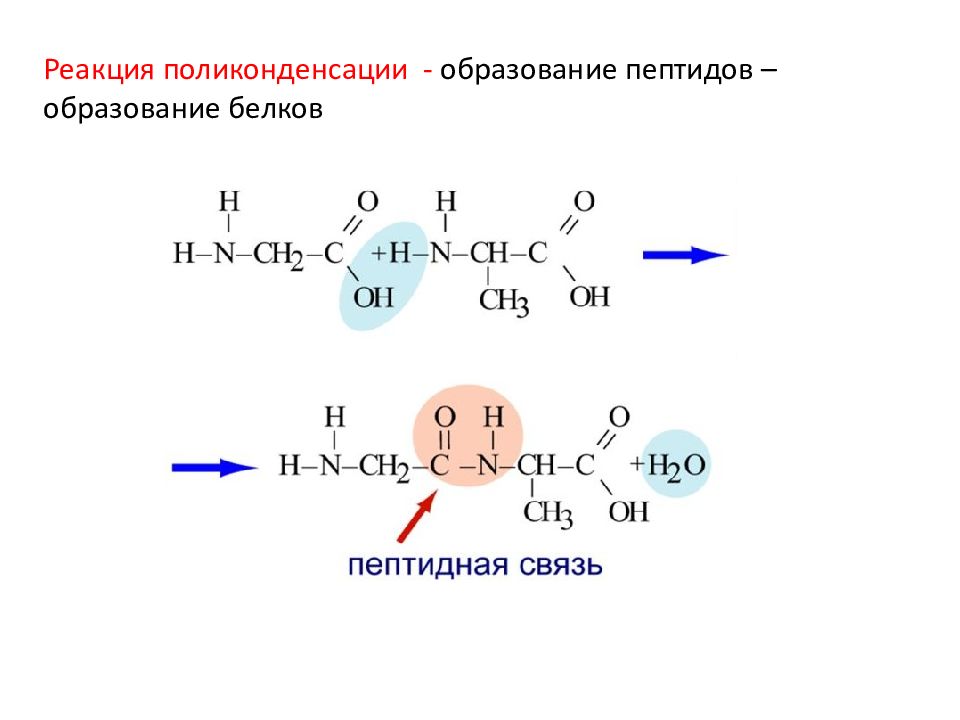 Презентация азотсодержащие органические соединения 9 класс