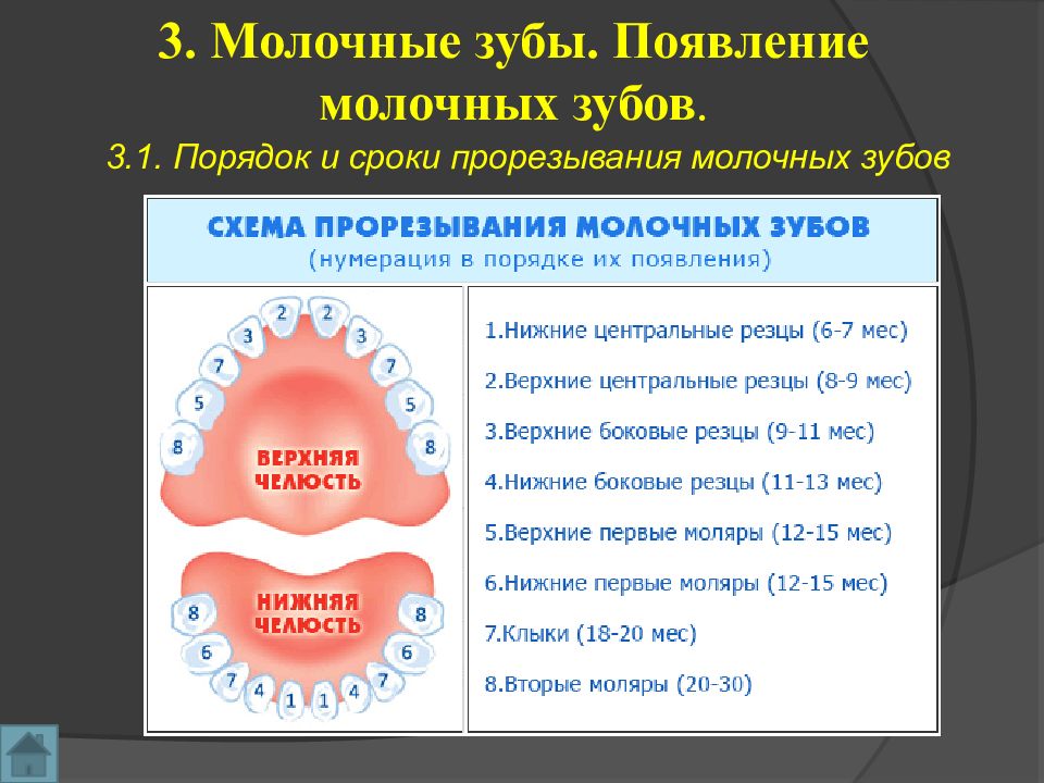 Зубы у детей порядок. Сроки появления молочных зубов. Прорезывание зубов стоматология.