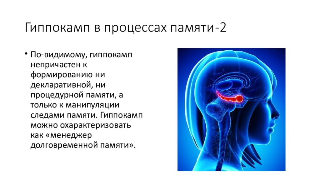 Гиппокамп. Гиппокамп и память. Гиппокамп и кратковременная память. Функции гиппокампа. Гиппокамп функции.