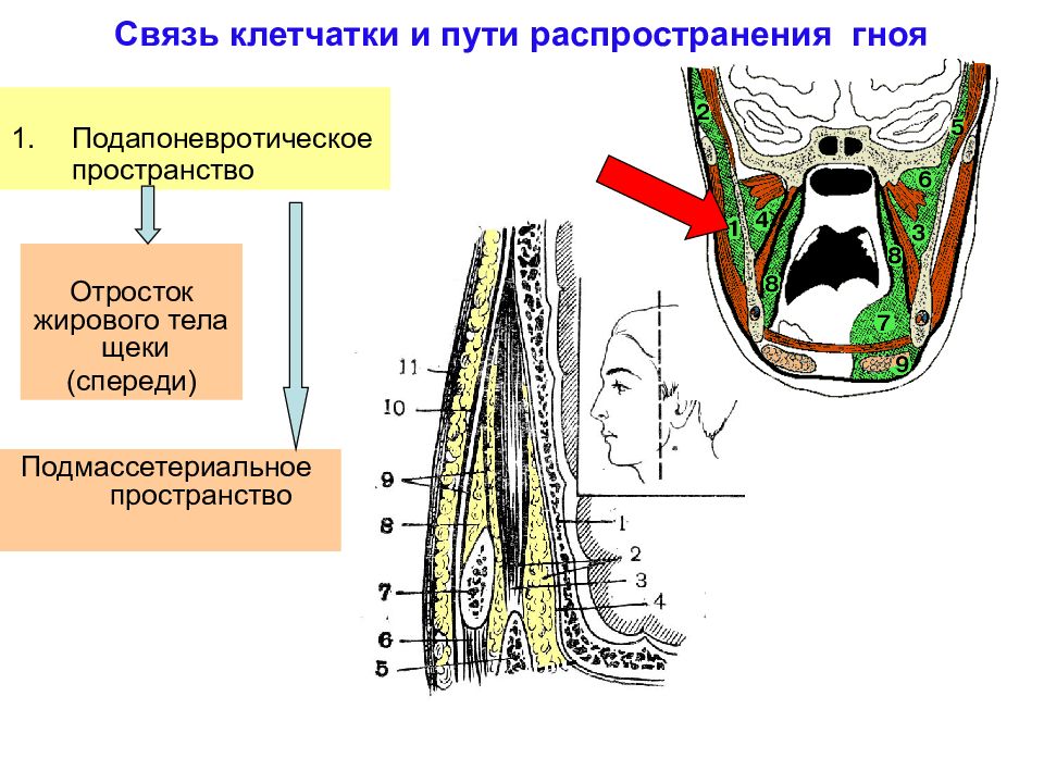 Какой процесс происходит в анатомическом образовании изображенном на рисунке