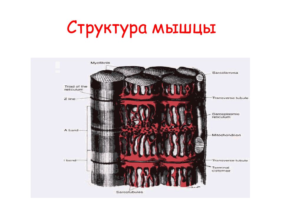 Структурные основы сокращения. Состав мышц. Строение мышц биохимия. Структурная основа мышц:. Химическая структура мышц.