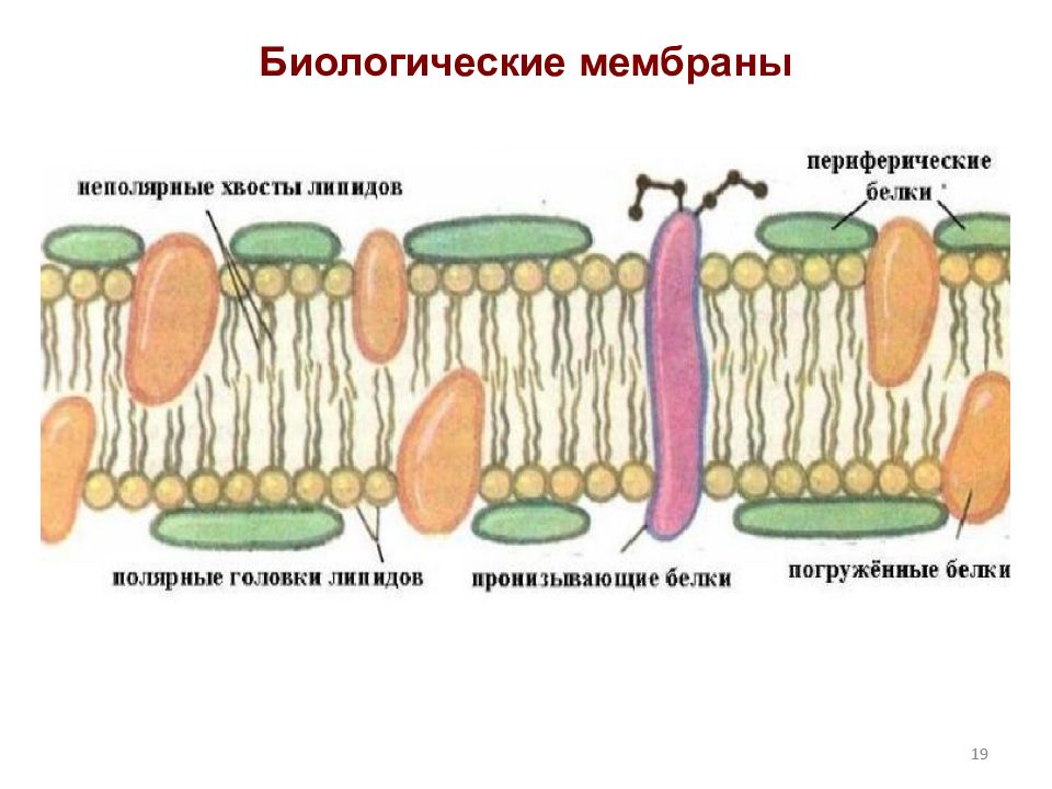 Мембрана биология