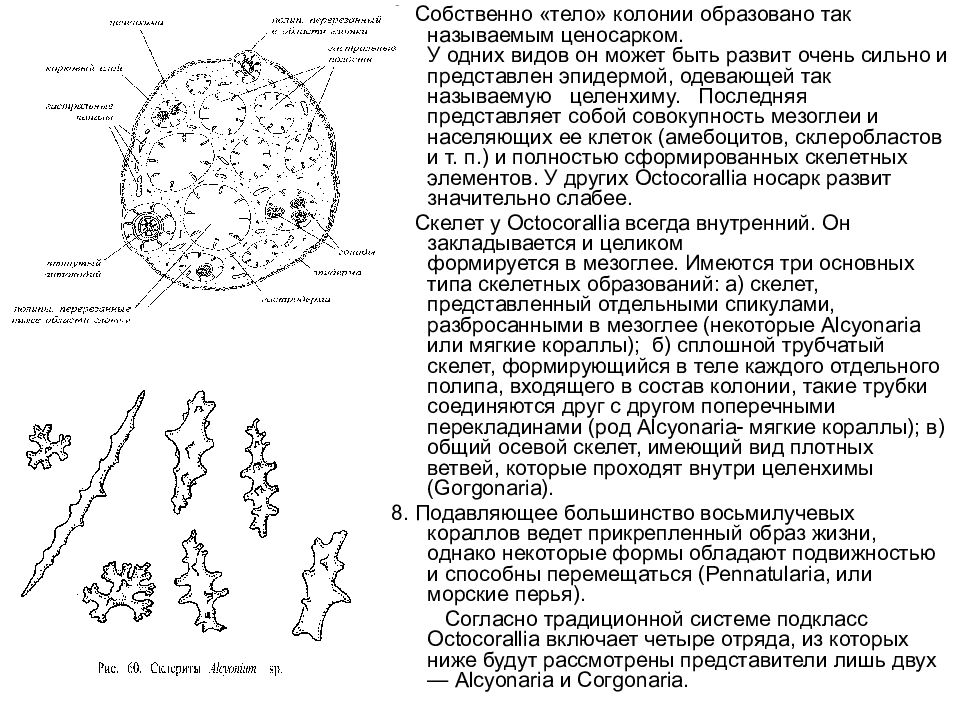 Организм имеющий колониальное строение. Колония организмов это. Медузы образуют колонии. Склериты восьмилучевых кораллов. Почему кораллы образуют колонии.