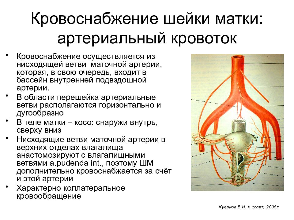 Маточная артерия. Сосуды матки анатомия схема. Матка кровоснабжение и иннервация. Кровоснабжение матки анатомия. Топография маточной артерии.