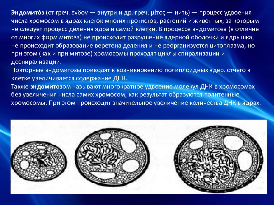 Эндомитоз. Амитоз презентация. Амитоз растительной клетки презентация. Эндомитоз кариокинез.