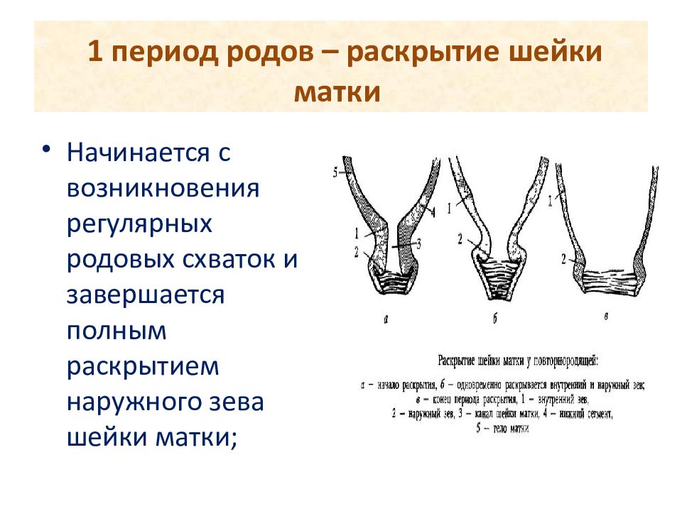 Матка рожавшей. Периоды родов раскрытие шейки матки. Раскрытие шейки при родах. Период раскрытия шейки матки.