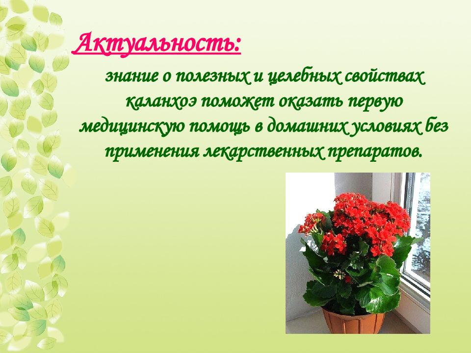 Каланхоэ цветок лечебные свойства фото и описание