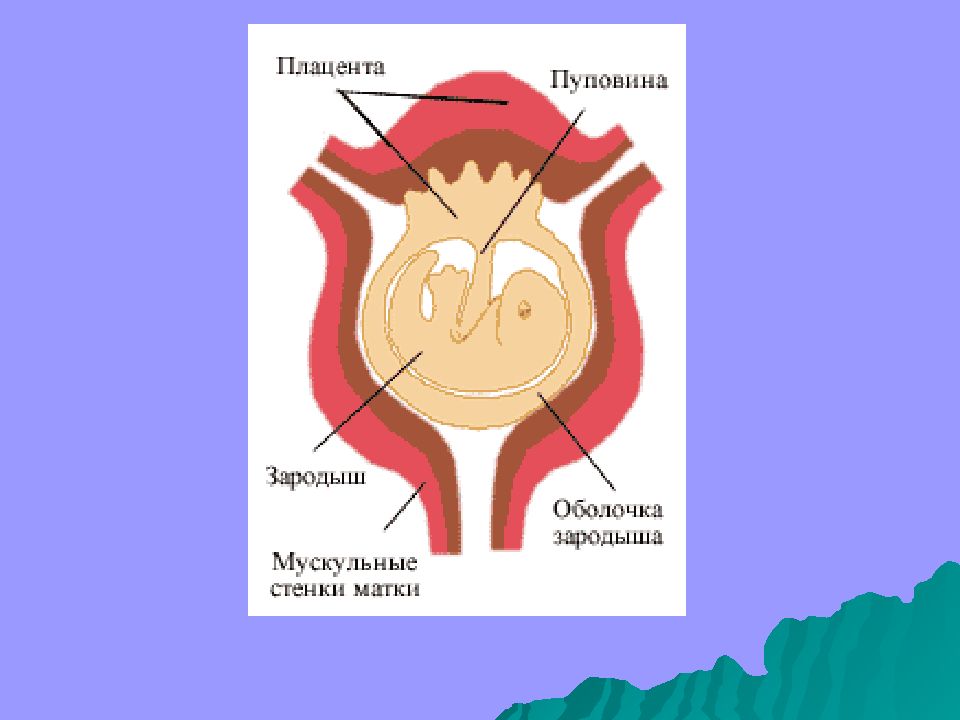 Презентация по биологии 7 класс размножение и развитие млекопитающих