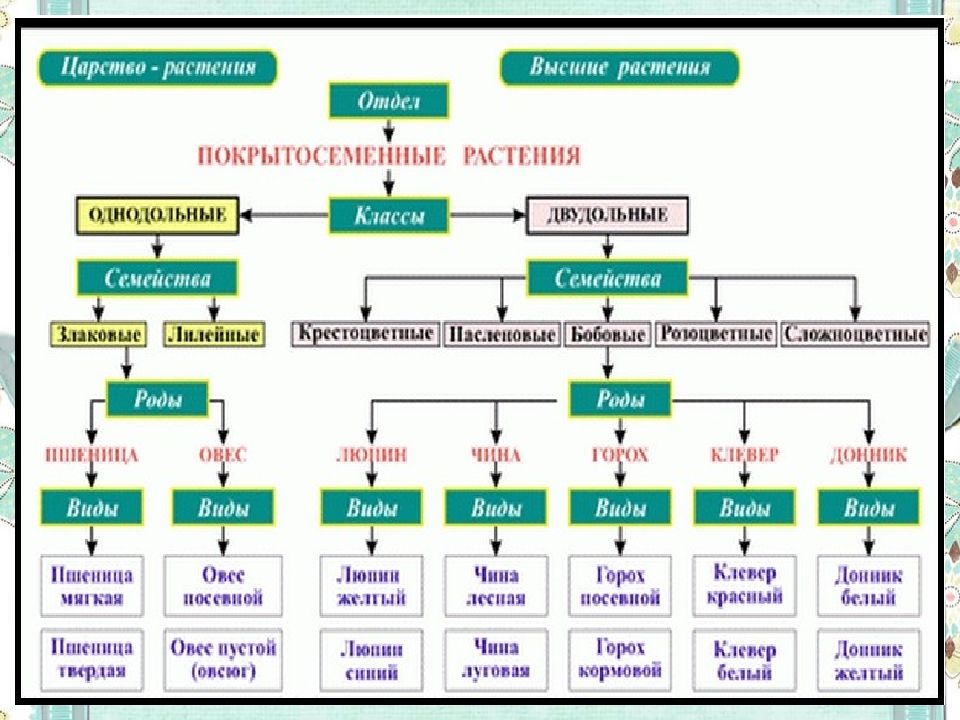 Верная схема классификации растений