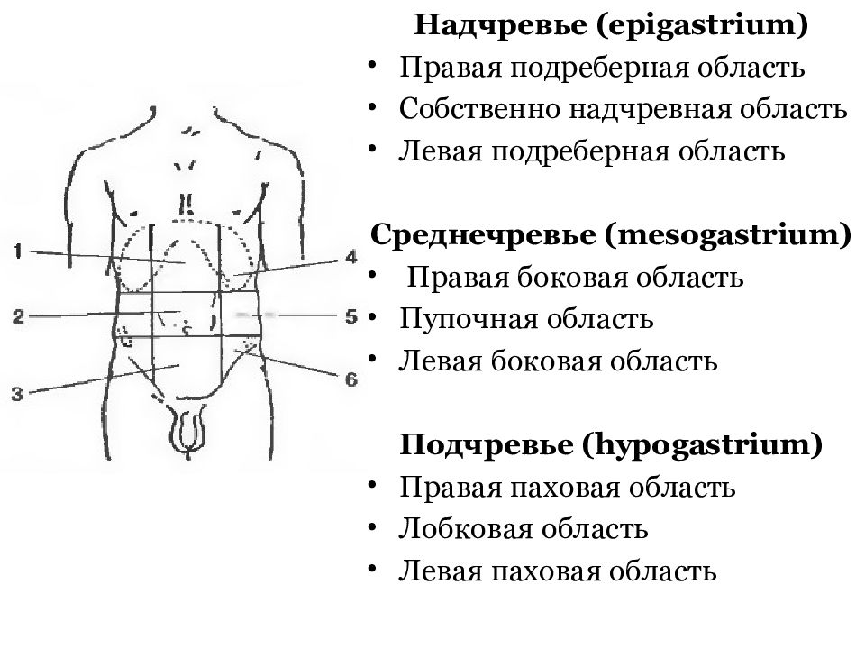 Левая боковая область живота. Надчревье подчревье. Надчревная область передней брюшной стенки. Эпигастрий надчревье. Правая подреберная область живота анатомия.