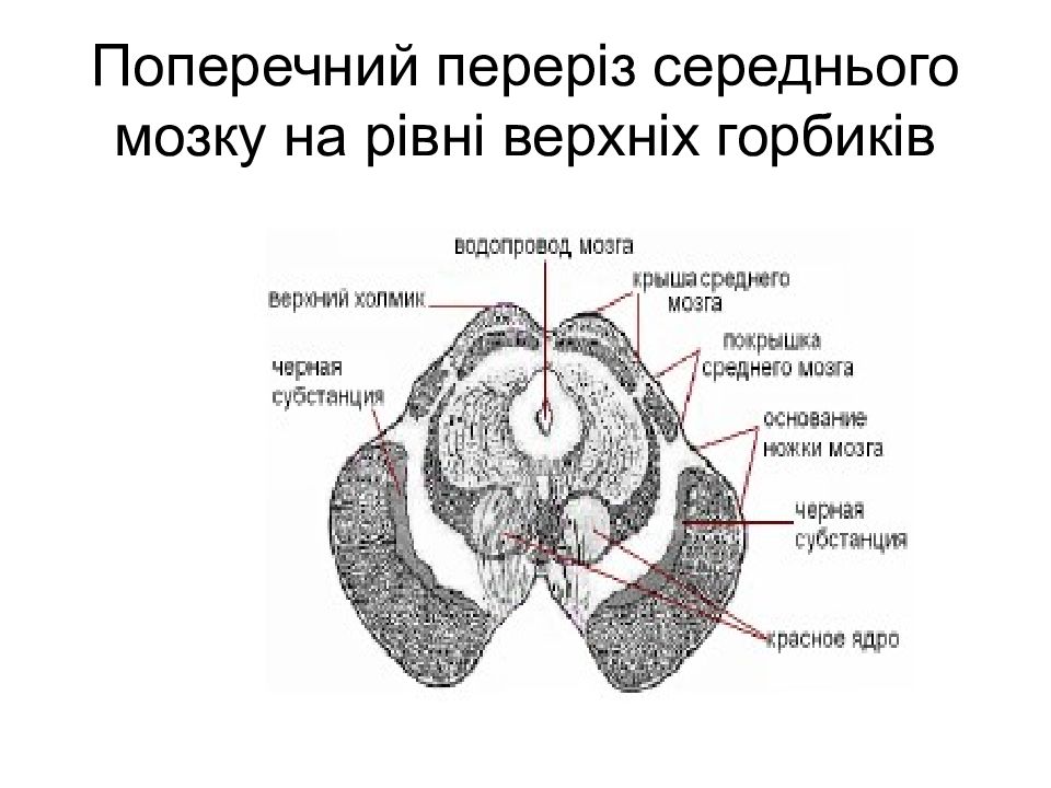 Красное ядро. Покрышка среднего мозга. Черное вещество среднего мозга. Функции красного ядра среднего мозга. Красное ядро среднего мозга.