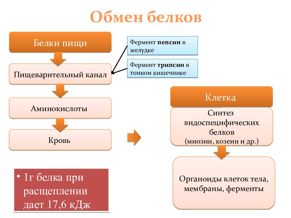 Обмен белков углеводов и жиров презентация 8 класс