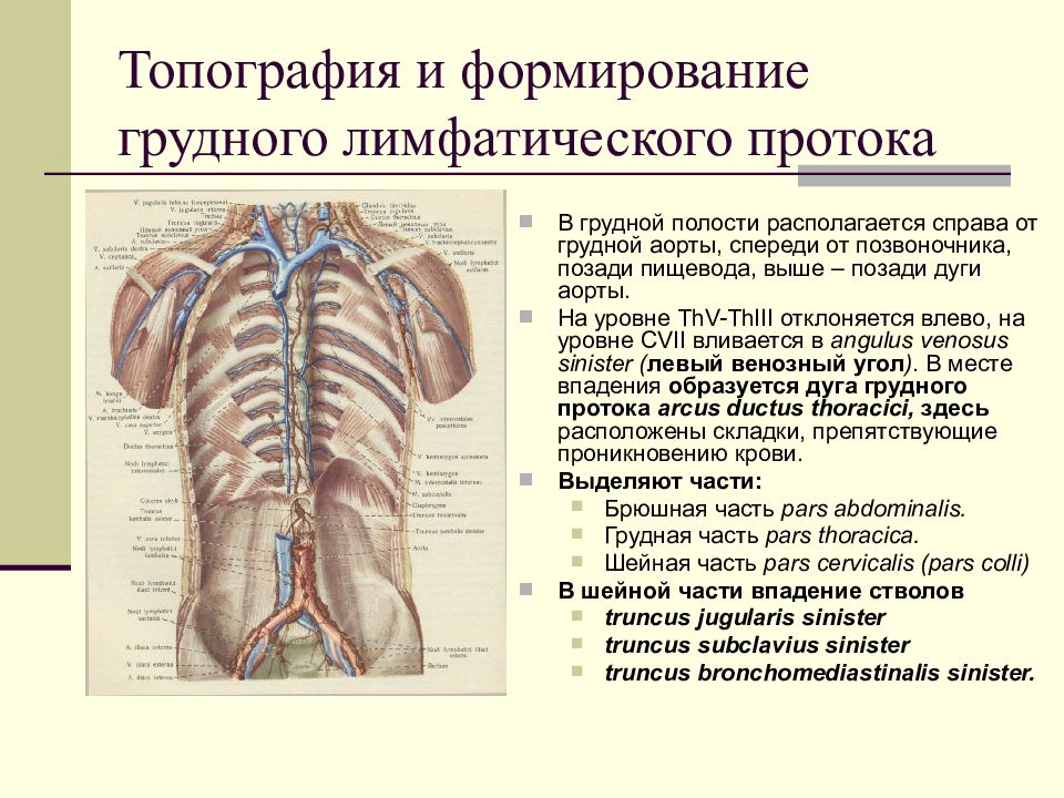 Грудной лимфатический проток схема