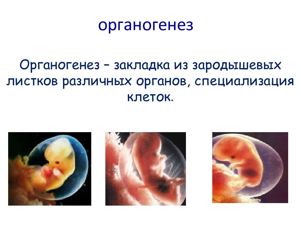 Органогенез это. Гисто и органогенез. Закладка и формирование органов органогенез. Органогенез человека. Первичный гисто и органогенез рисунок.