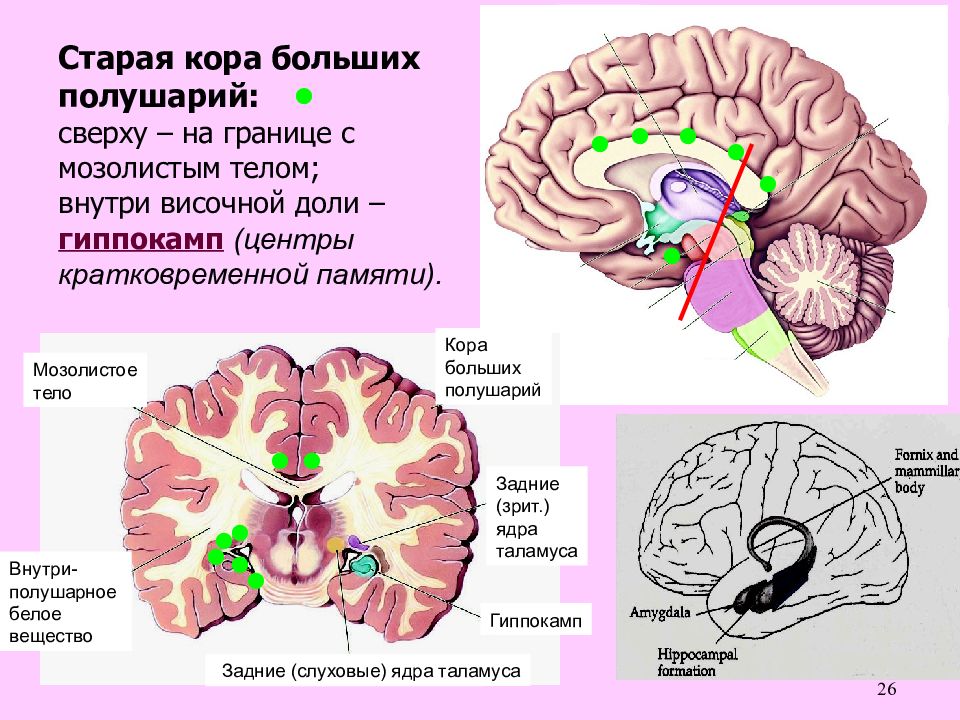 Полушарие большого мозга мозолистое тело. Неокортекс и кора головного мозга. Структуры древнего и старого мозга. Древняя кора головного мозга.