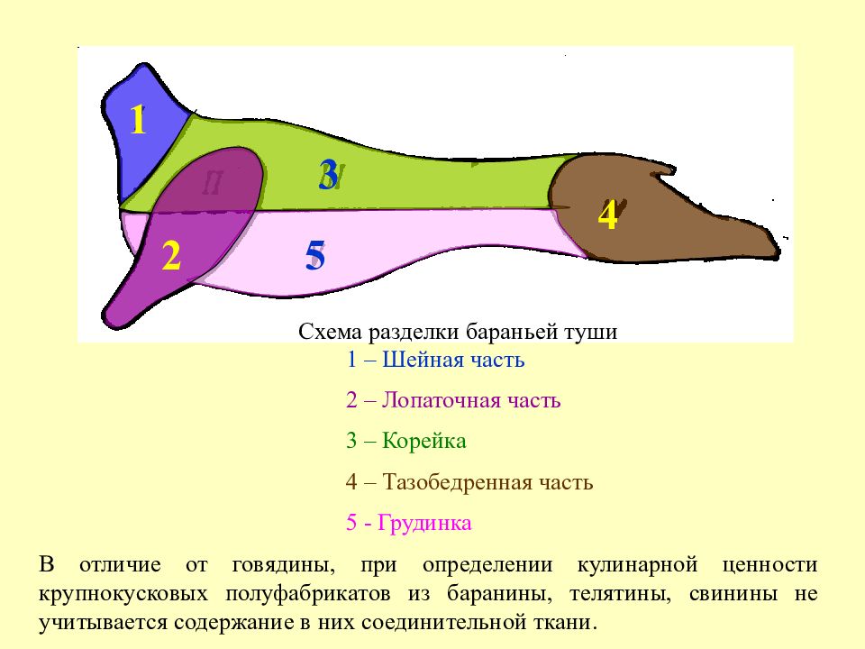 Кулинарная разделка и обвалка бараньей туши схема