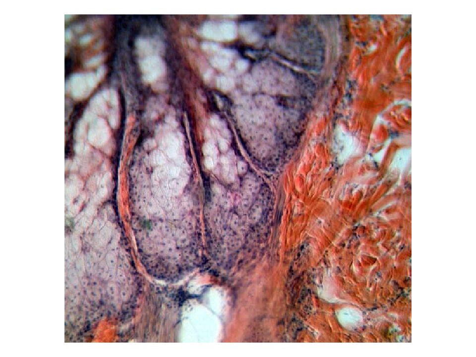 Кожа и ее производные