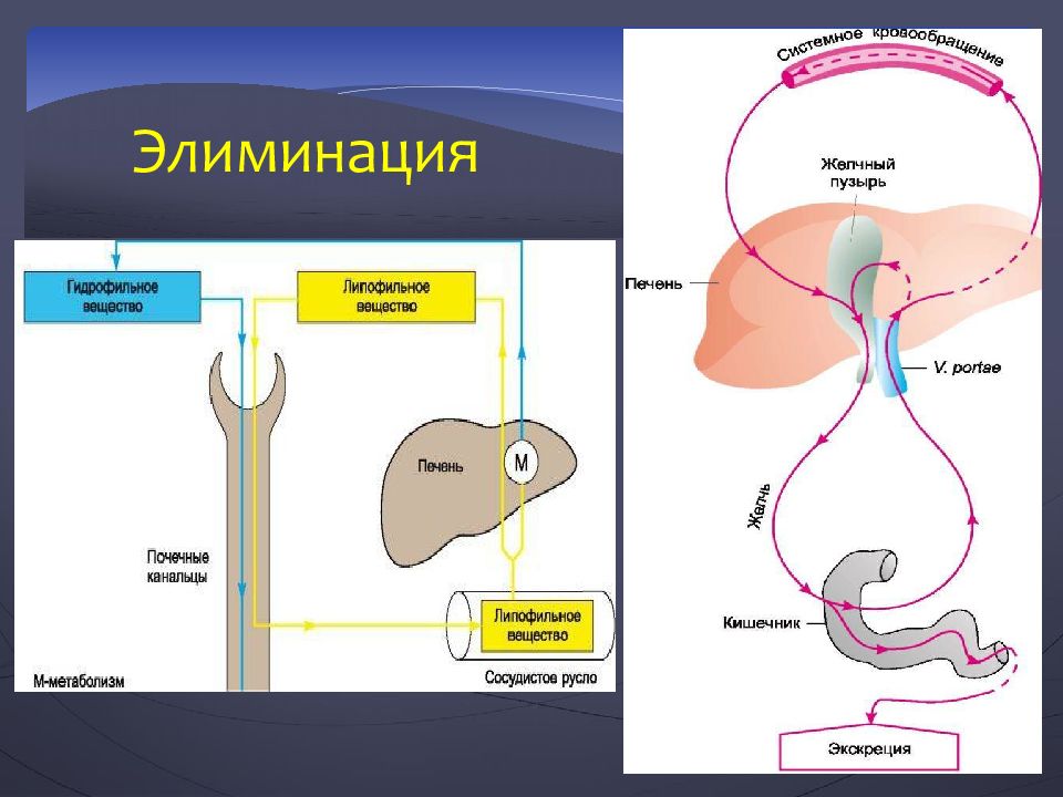 Элиминация что это такое простыми словами. Элиминация и экскреция лекарственных средств. Элиминация это в фармакологии. Этапы элиминации лекарственных веществ. Элиминация вещества это.