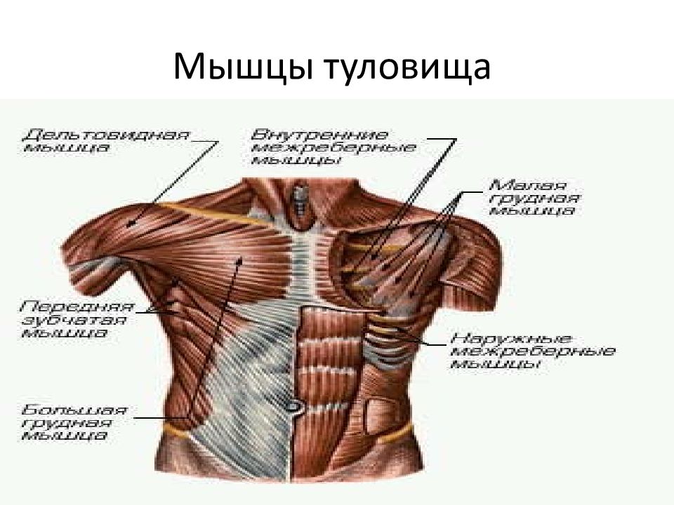 Мышцы туловища спереди и сзади