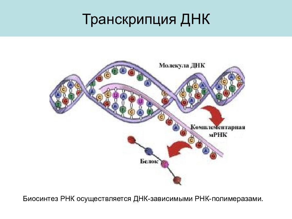 Транскрипция трансляция биосинтез. Транскрипция Биосинтез белка схема. Схема транскрипции синтеза белка. Транскрипция и Синтез РНК схема. Этапы биосинтеза РНК схема.