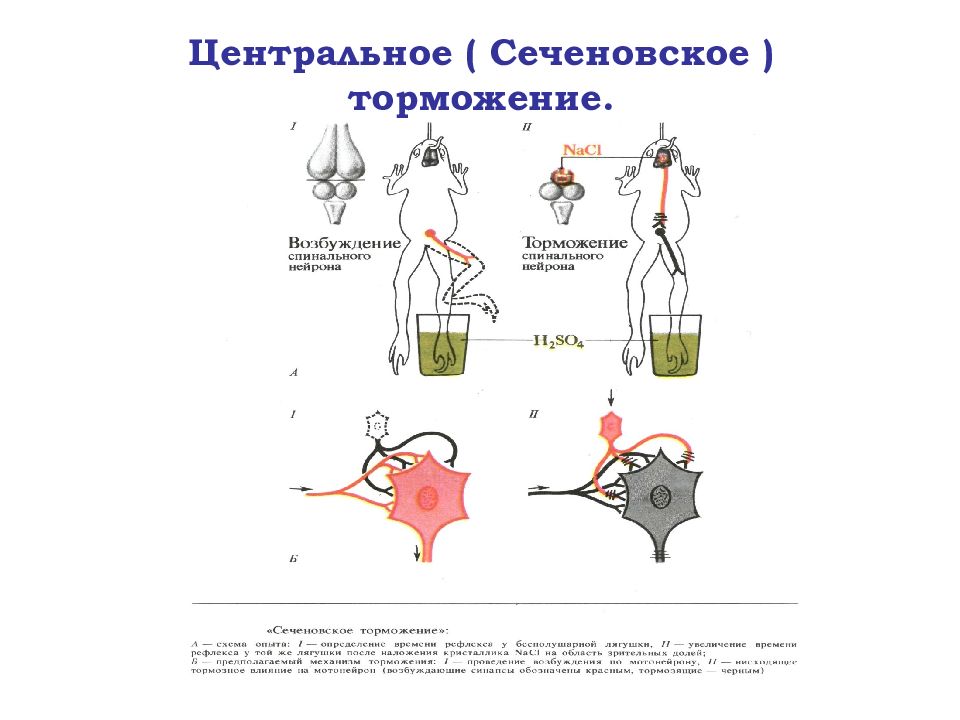 Схема торможения биология