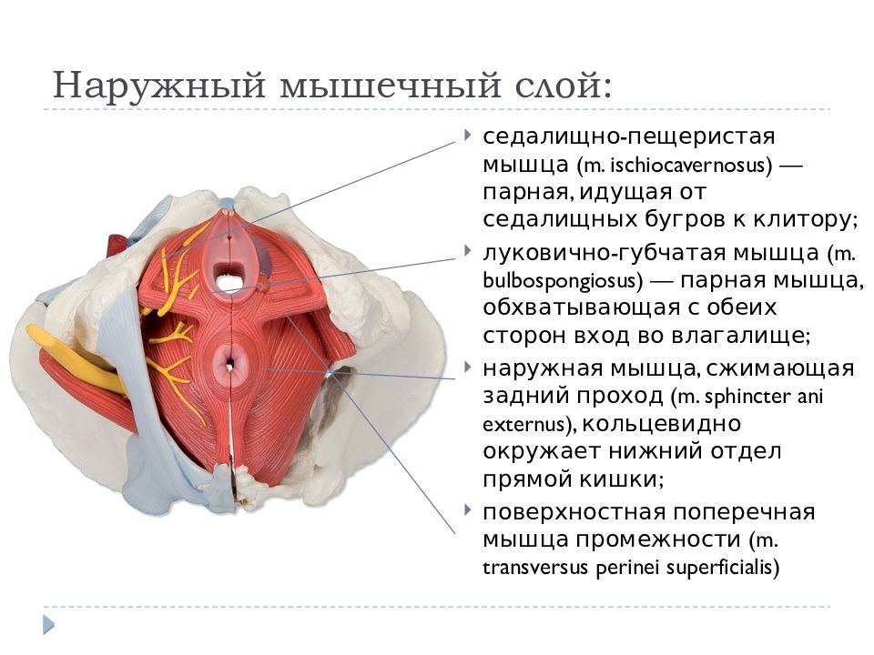 Анатомия и физиология женских половых органов презентация