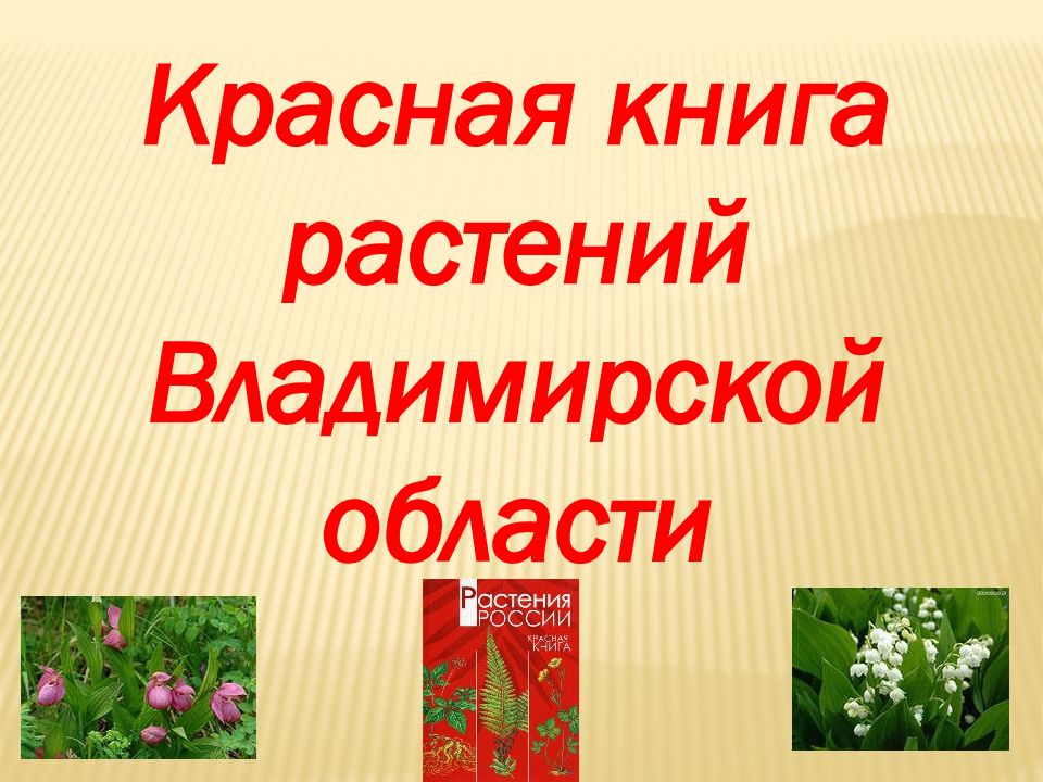 Проект красная книга растения. Какие растения занесены в красную книгу Владимирской области.