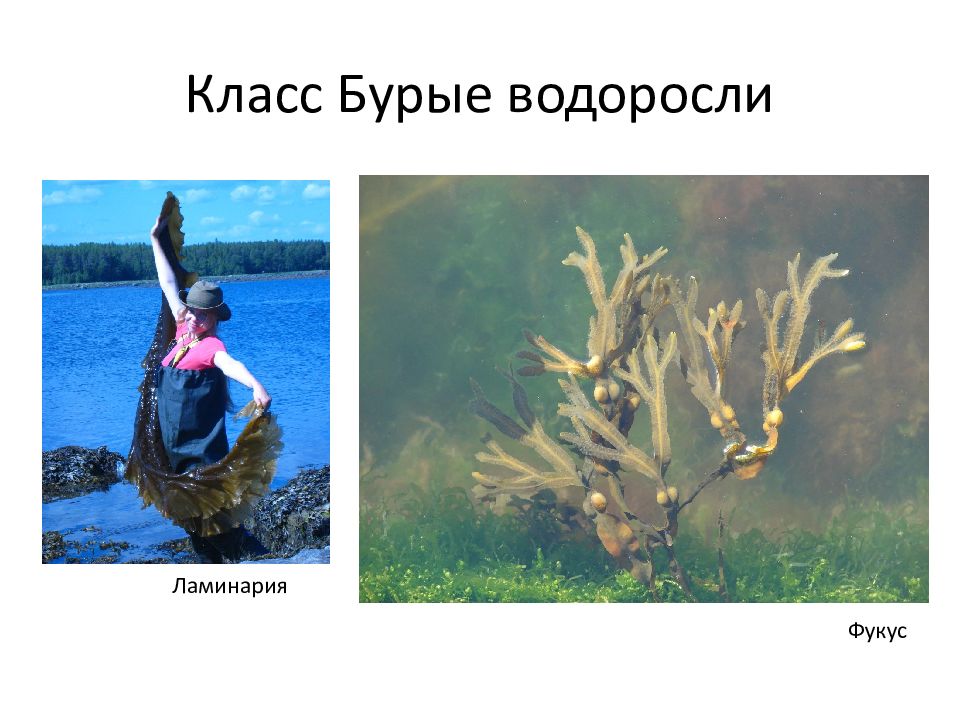 Классы бурых водорослей. Класс бурые водоросли. Сообщение о водоросли фукус. Бурые водоросли фукус.