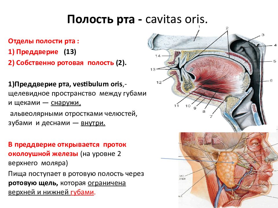 Ротовая полость физиология. Стенки полости рта анатомия. Преддверие полости рта.