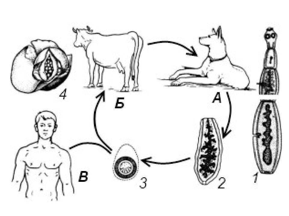 Жизненный цикл паразита рисунок. Цикл развития эхинококка схема. Жизненный цикл эхинококка схема. Жизненный цикл развития эхинококка схема. Жизненный цикл эхинококка рисунок.