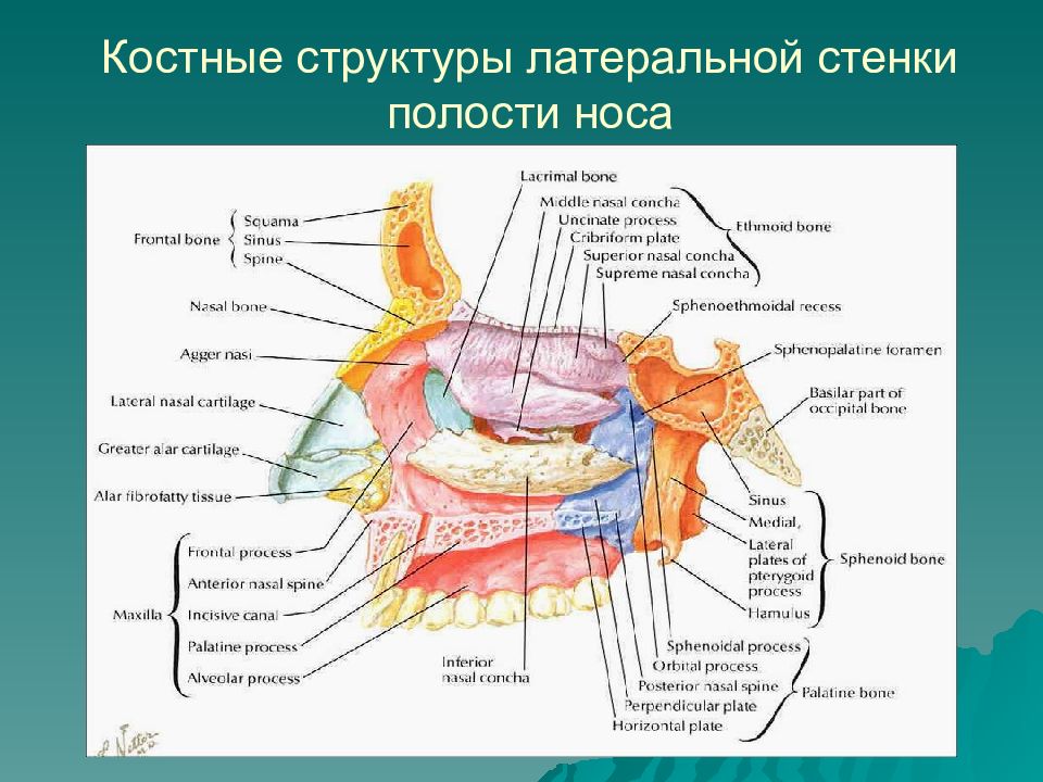 Задняя стенка носа