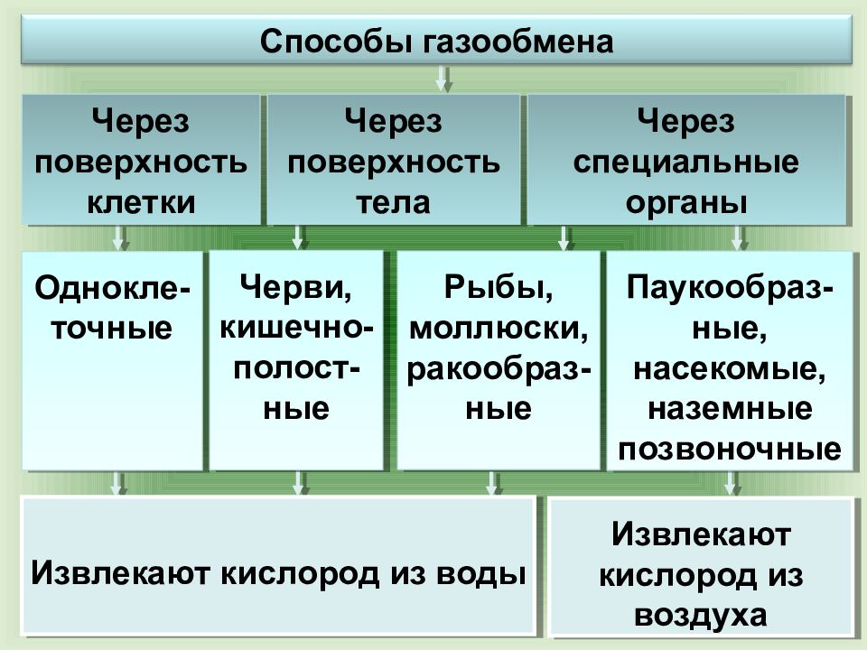 Газообмен у растений. Органы газообмена у растений и животных схема 6. Схема газообмена у растений. Газообмен растений и животных таблица. Газообмен у животных таблица.