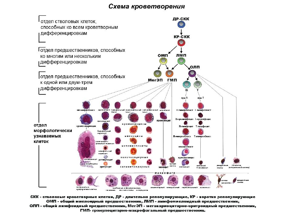 Развитие клеток крови схема