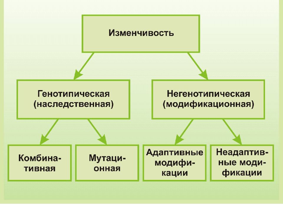 Изменчивость презентация 11 класс