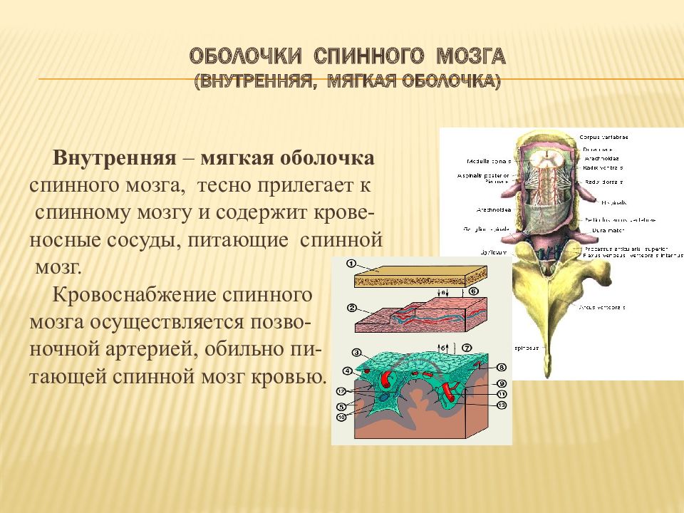 Спинной мозг оболочки. Строение мягкой оболочки спинного мозга. Мягкая сосудистая оболочка спинного мозга. Мягкая мозговая оболочка спинного мозга. Зубчатая связка спинного мозга.